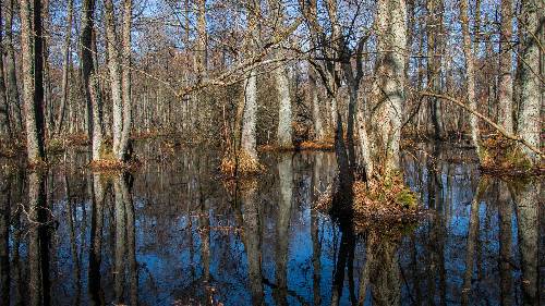 Wald neben der Hauptstrasse